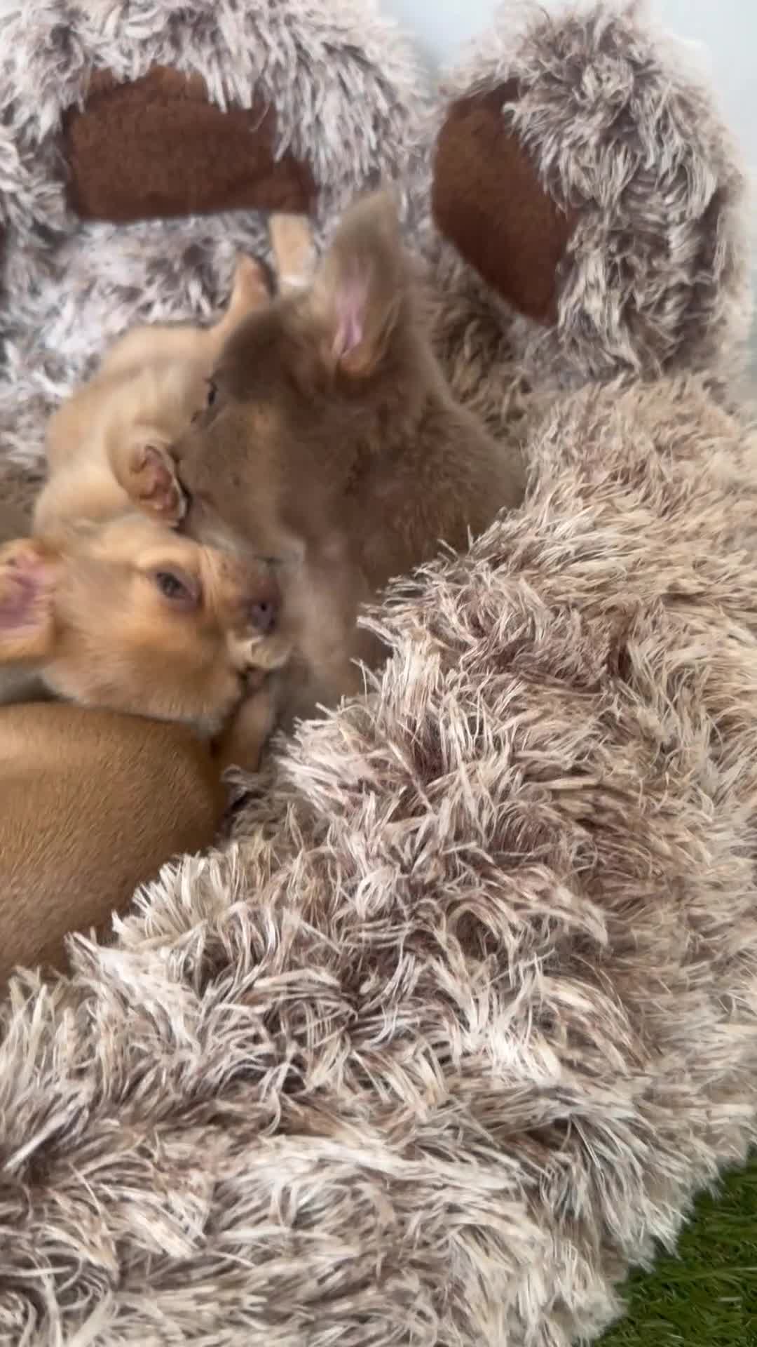 French Bulldog dogs for sale: Fluffy French Bulldogs/DNA Tested Parents  - Video 2