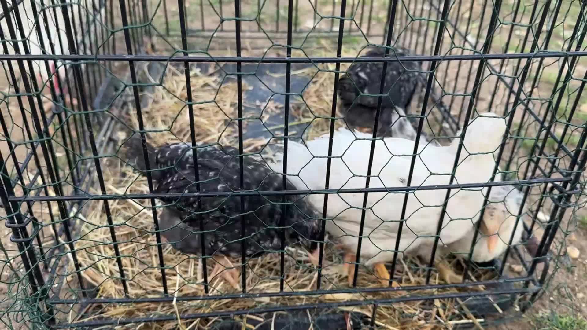Chickens poultry for sale: Whole Laying Hen Flock for Sale, chicks, hens. - Video 1