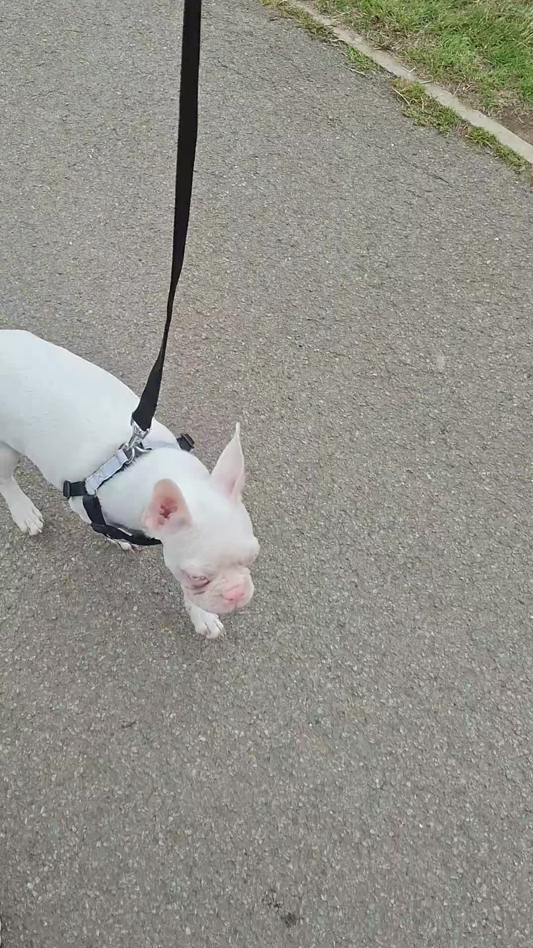 Boston Terrier dogs for sale: 1 Available Reduced Rare Boston Terriers Boys.  - Video 2