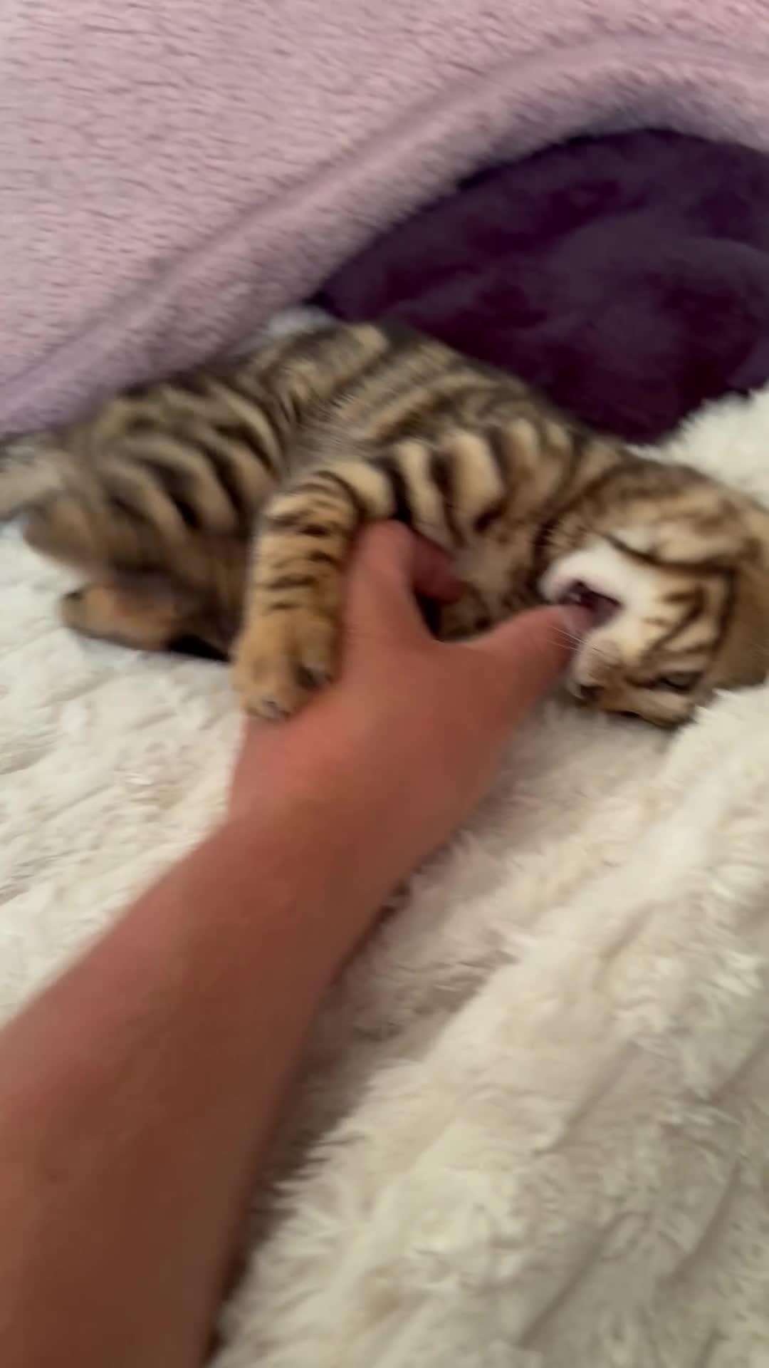 Bengal cats for sale: Last 2 stunning pure bred bengals  - Video 1