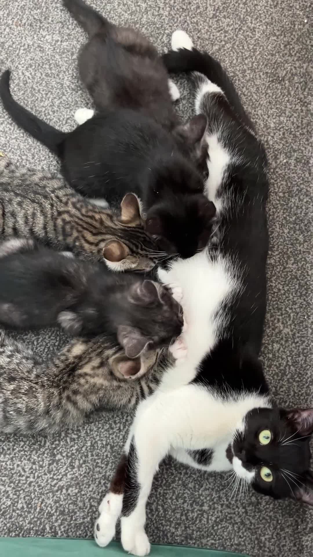 Mixed Breed cats for sale: Beautiful clever kittens in Eastbourne - Video 2