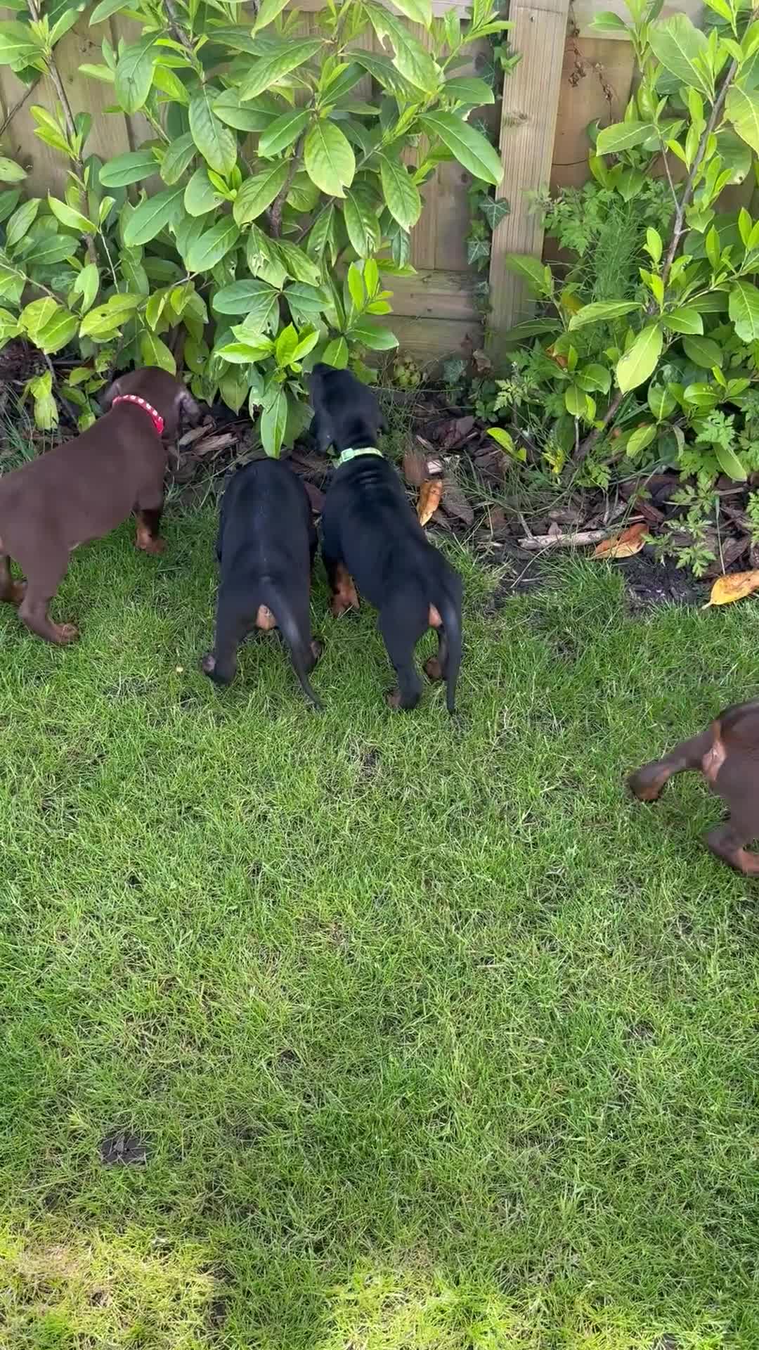Dobermann dogs for sale: CHESHIRE WORLD CLASS DOBERMAN PUPPY - Video 1