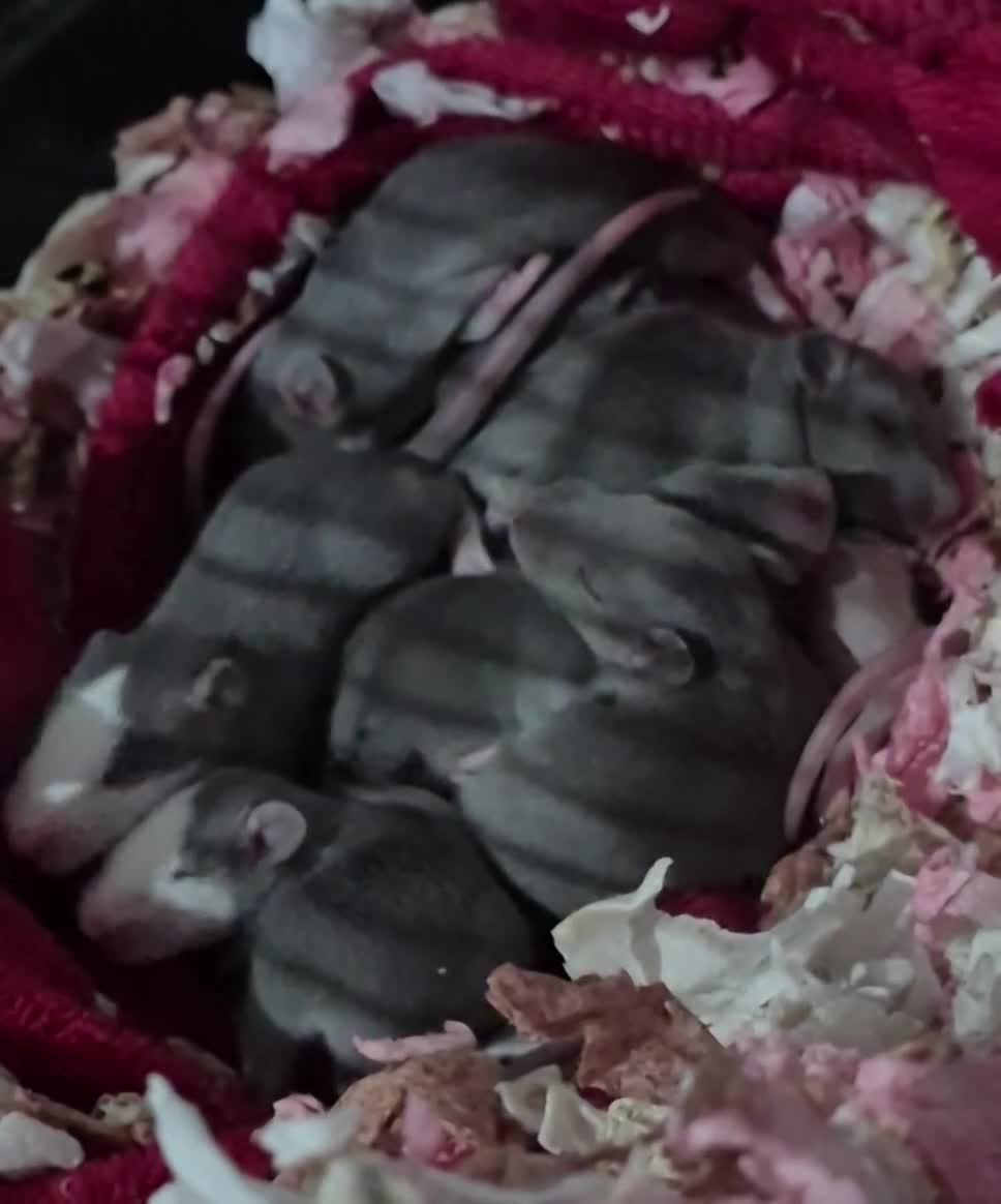 Rat rodents for sale: Healthy Tame Baby Rats - Video 1