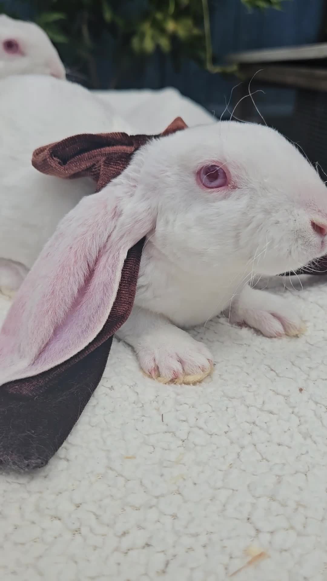 Rex rabbits for sale: Luxury Velveteen Lops  - Video 1