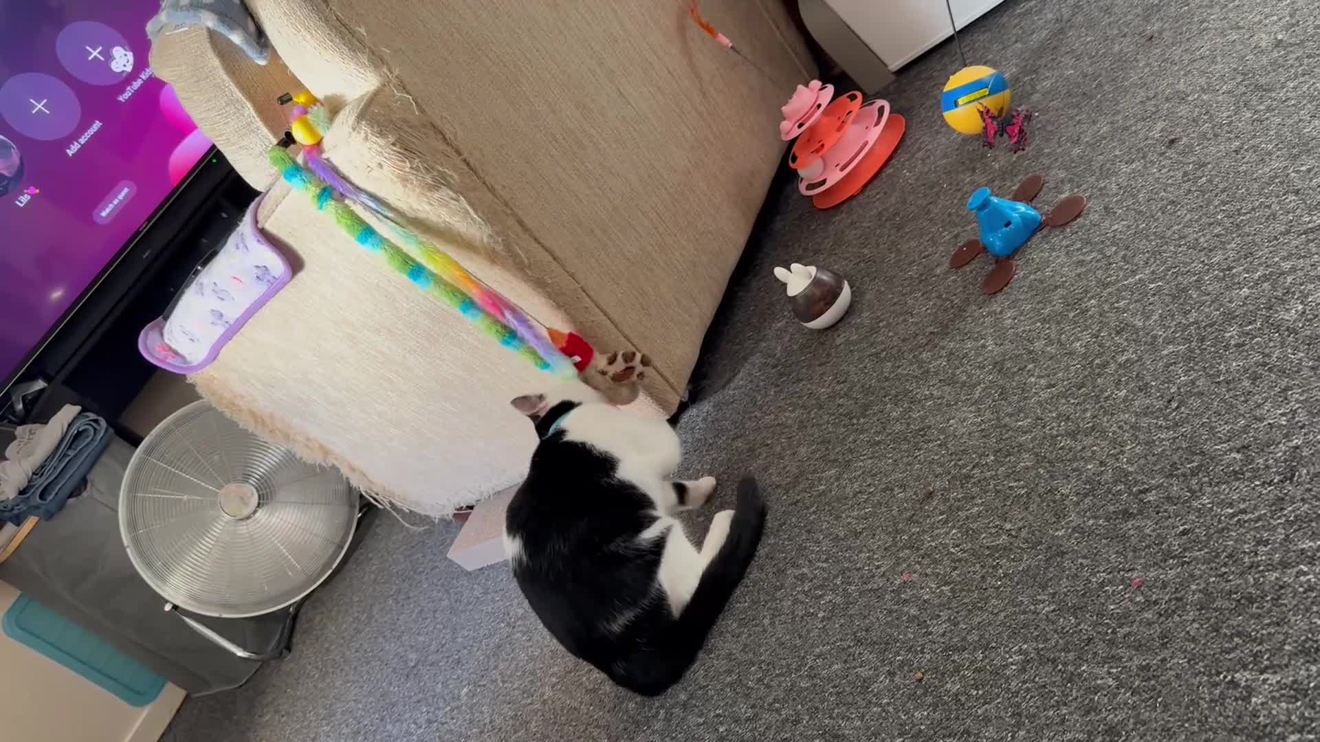 Mixed Breed cats for sale: 7 month male kitten for rehoming  - Video 1