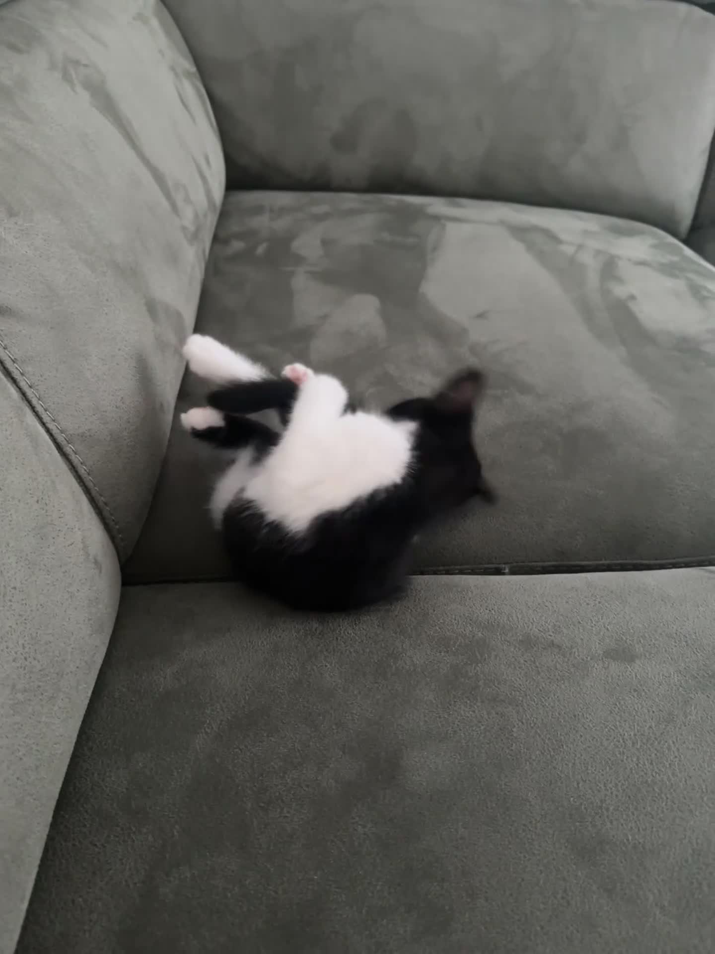 Domestic Shorthair cats for sale: 1 loving cute kitten left! - Video 1