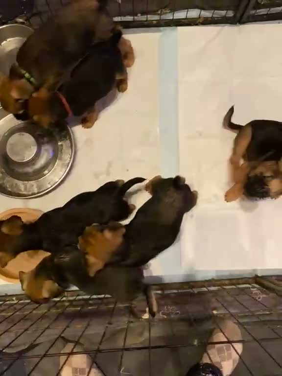 Mixed Breed dogs for sale: Gorgeous Fluffy Frenchy and Border Terrier mixed  - Video 2