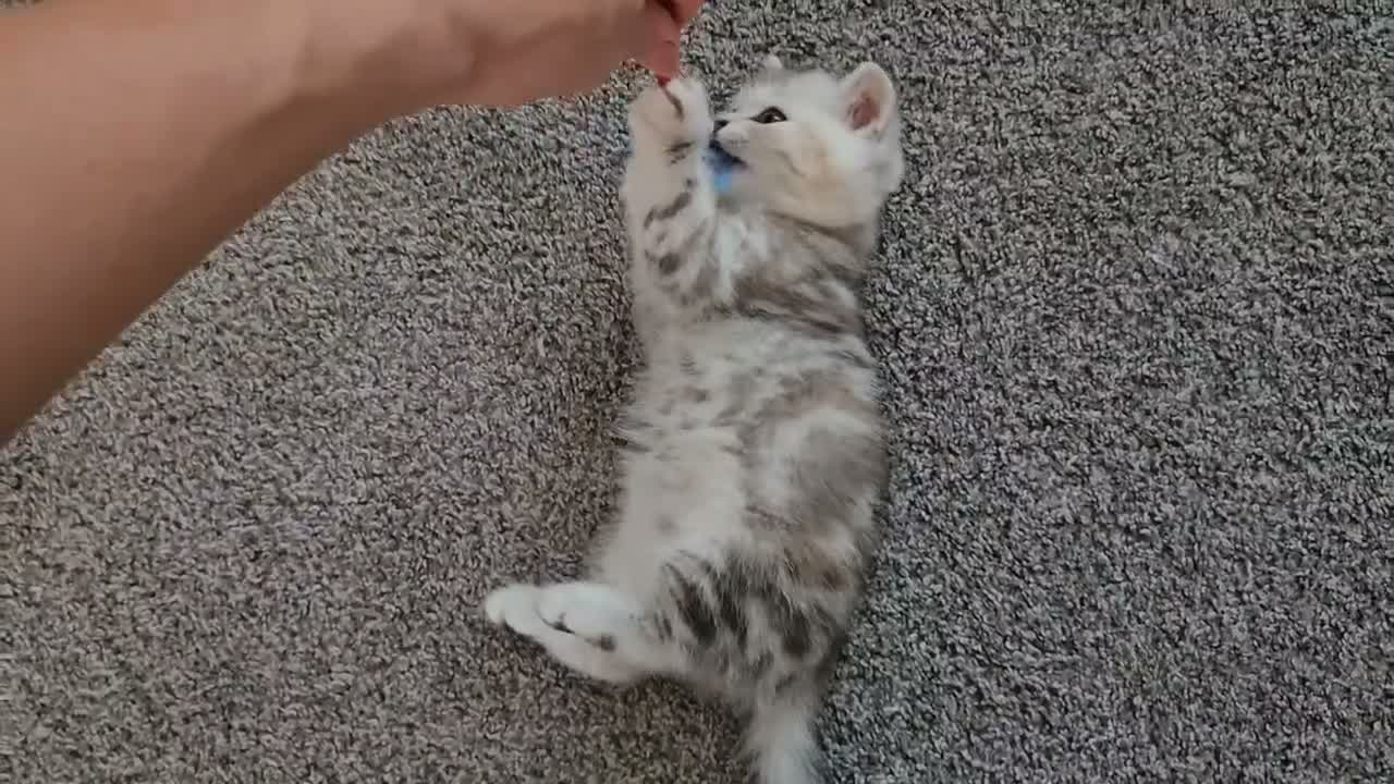 Scottish Fold cats for sale: Adorable Scottish Fold Straight Ear Kittens  - Video 4