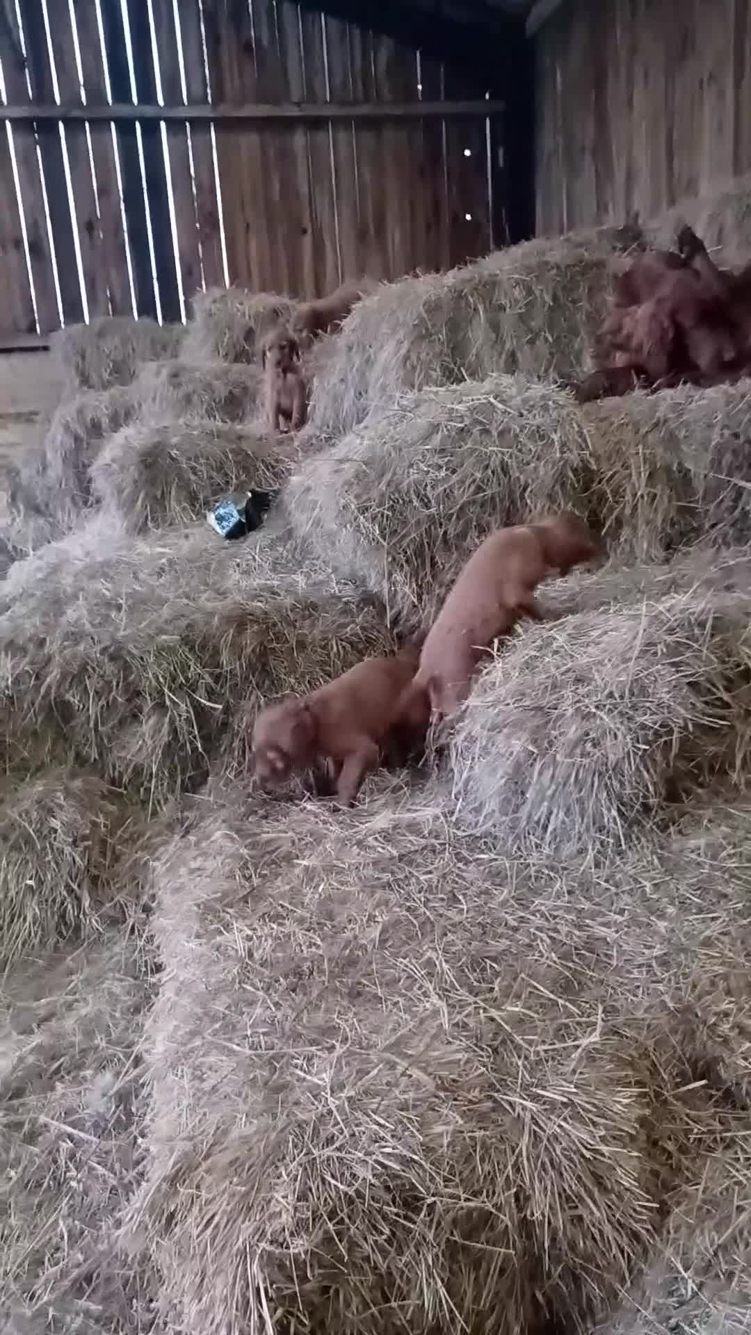 Irish Setter dogs for sale: Irish setter pup's KC registered  - Video 1