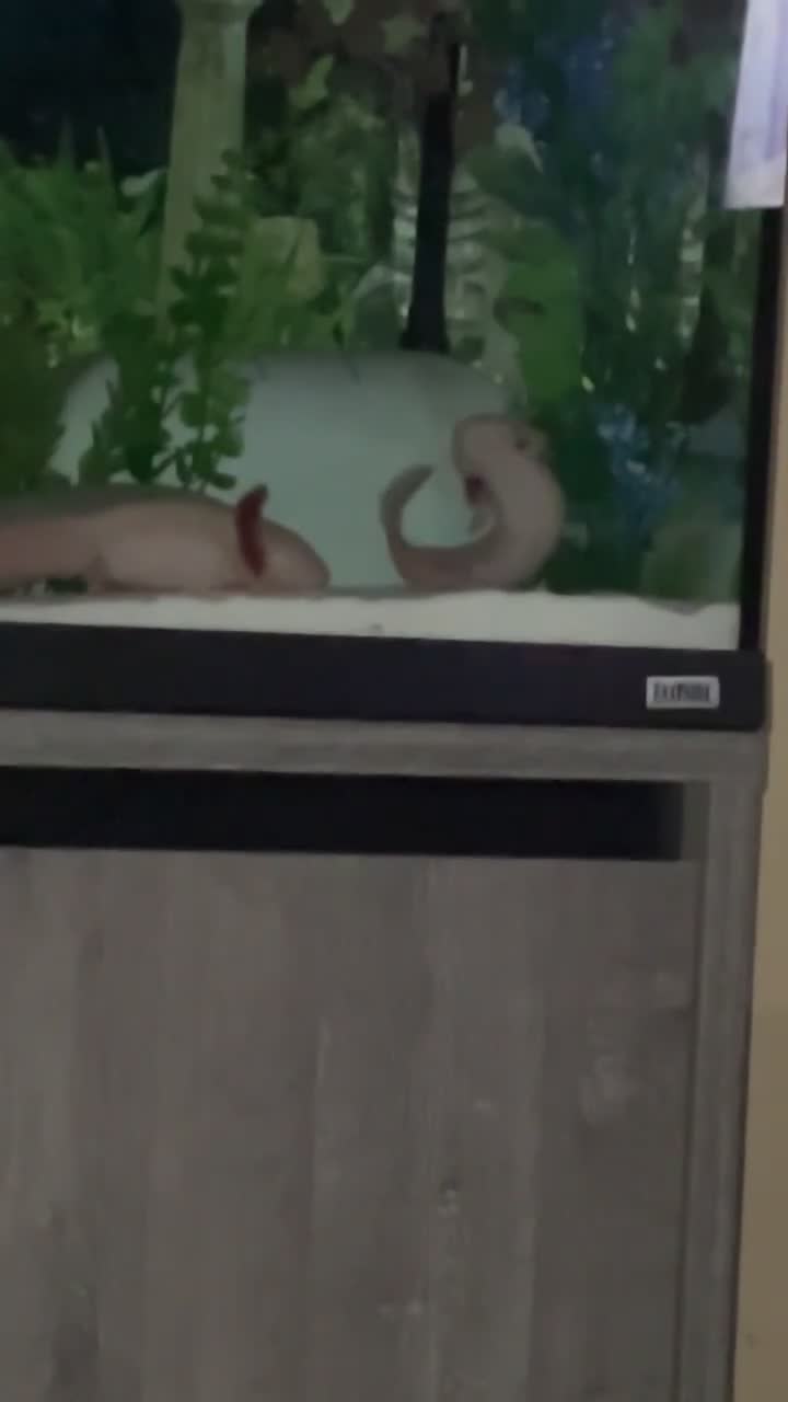 Axolotl reptiles for sale: Two alibino Axalotls full set up in Gravesend - Video 2