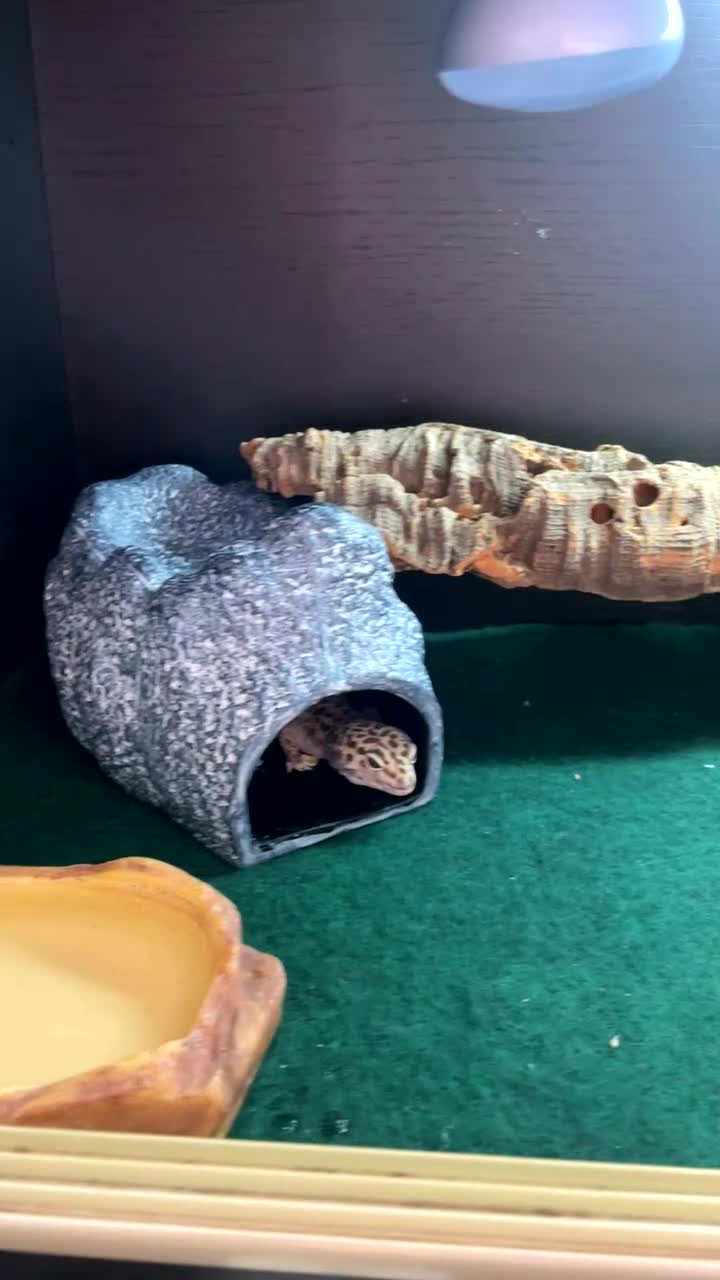 Gecko reptiles for sale: Leopard gecko name Georgia  - Video 1