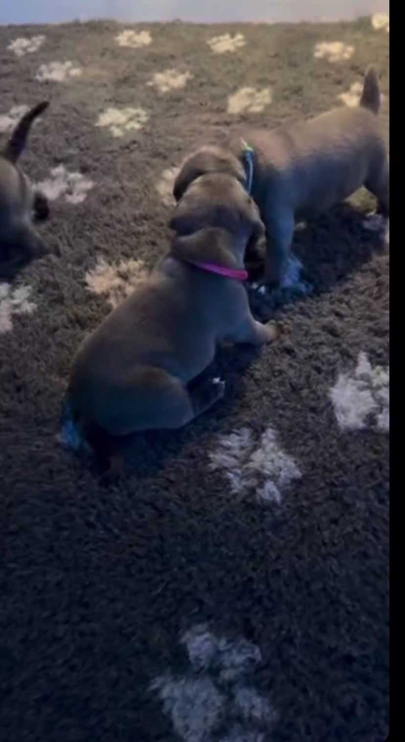 Staffordshire Bull Terrier dogs for sale: Delightful Strong Pure Staffy Bull Terrier Pups  in Doncaster - Video 3