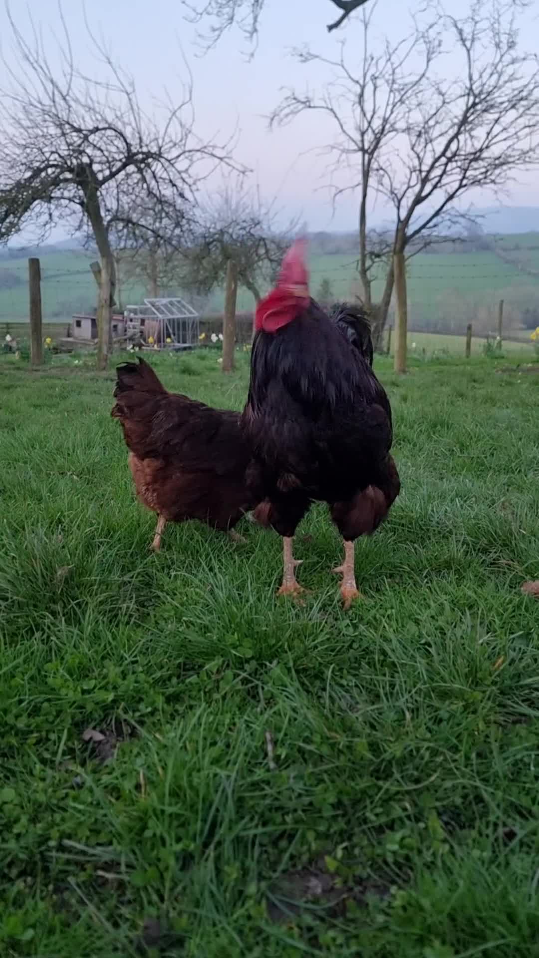 Chickens poultry for sale: Rhode island reds - Video 1