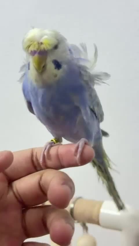 Budgerigars birds for sale: Rainbow helicopters, hand tame baby budgies  - Video 4