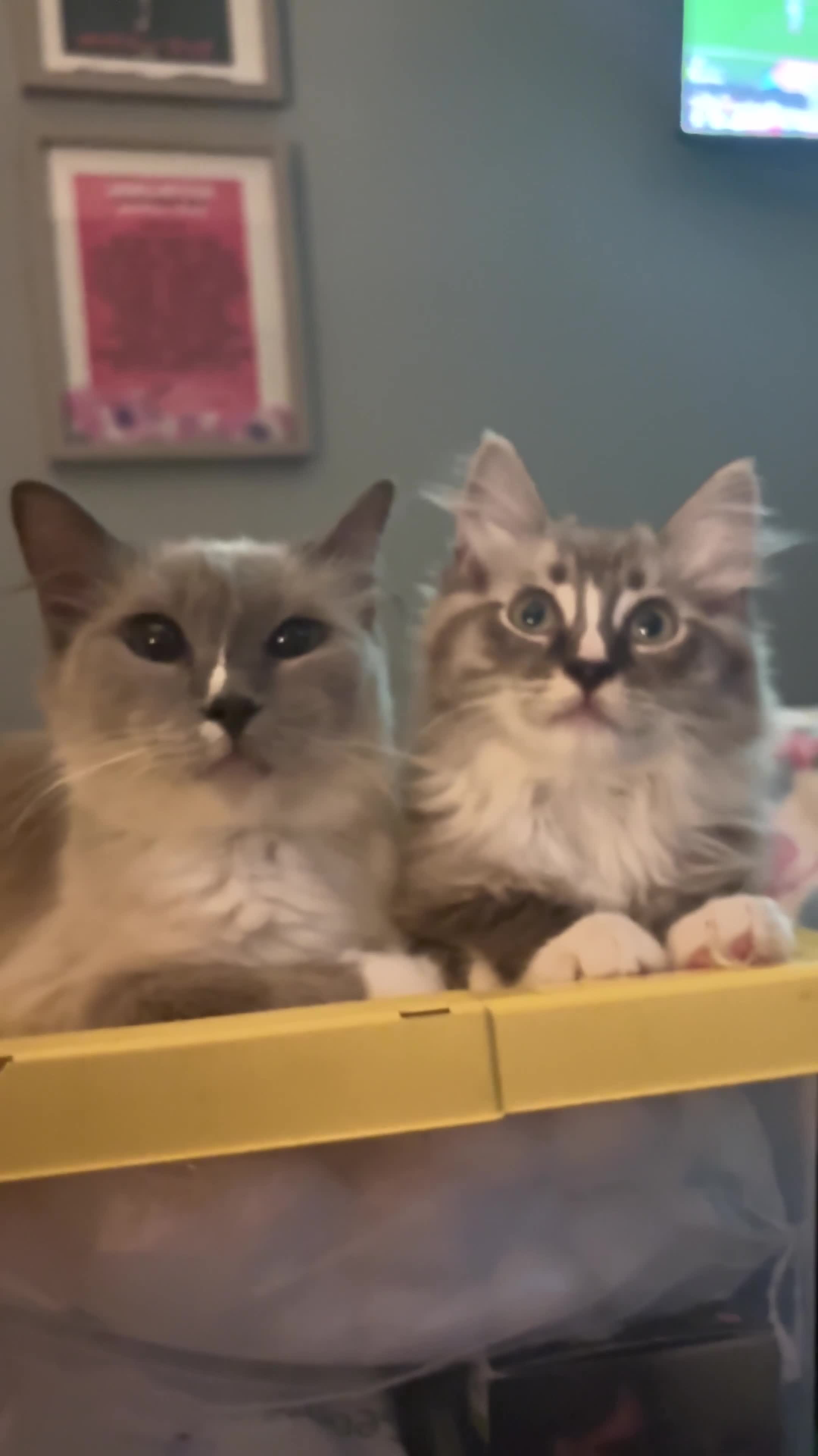 Ragdoll cats for sale: 3 ragdoll mix kittens  - Video 1