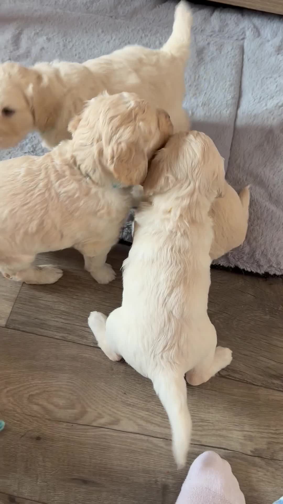 Mini Goldendoodle dogs for sale: Beautiful Family Raised F1 Mini Golden-doodles  - Video 1