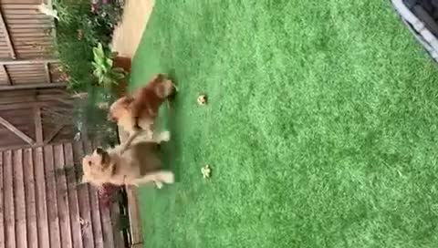 Mixed Breed dogs for adoption: 💙 DEXTER💙: active, playful Pomeranian Cross - Video 2