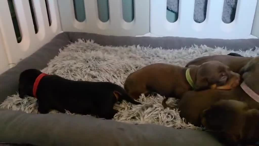 Dachshund dogs for sale: Miniature Dachshund Puppies (PRA Clear) in Clacton-on-Sea - Video 1