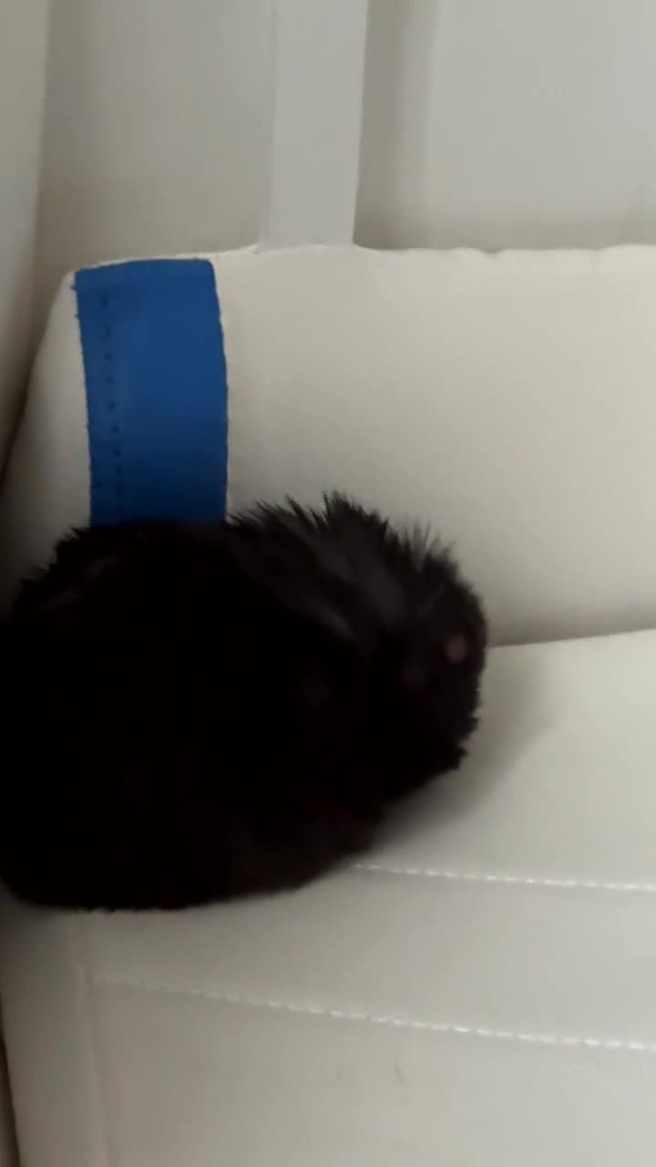 Hamster rodents for sale: Toasty the hamster  in Retford - Video 1