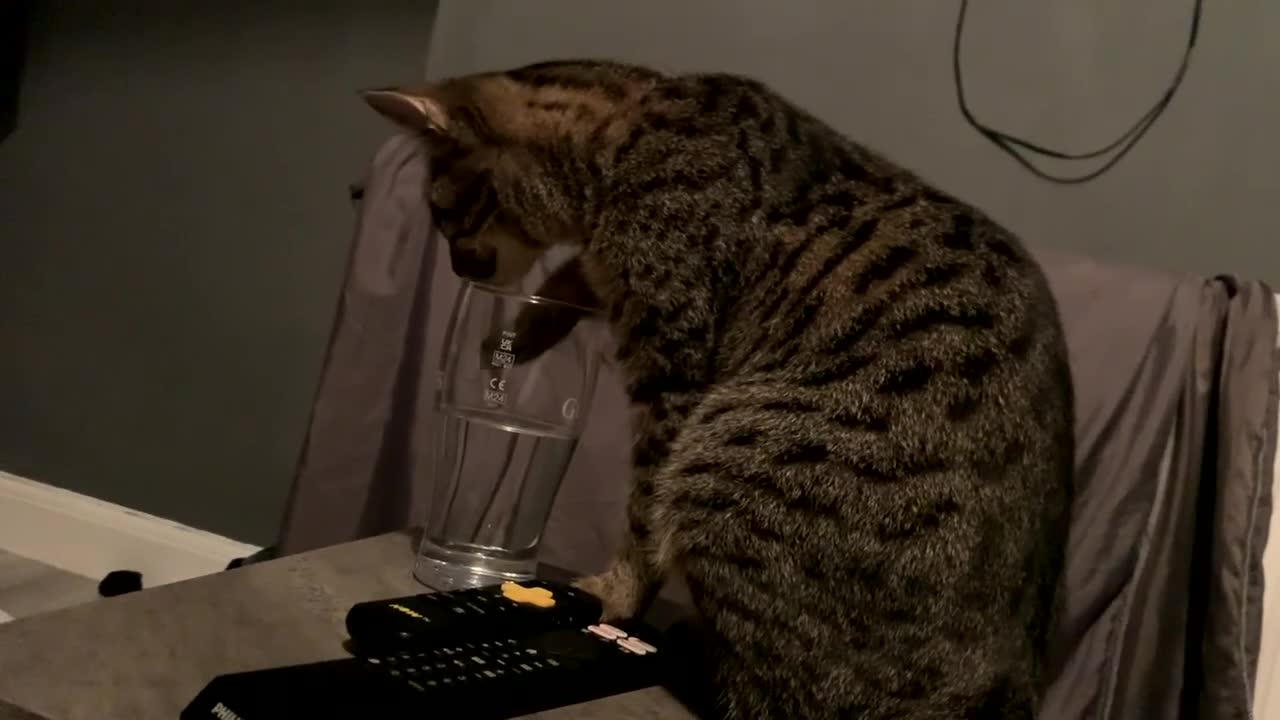 Savannah cats for sale: Tobias  - Video 2