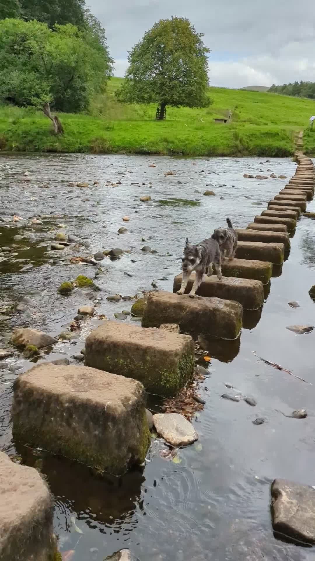 Miniature Schnauzer dogs for sale: Gorgeous George  - Video 1