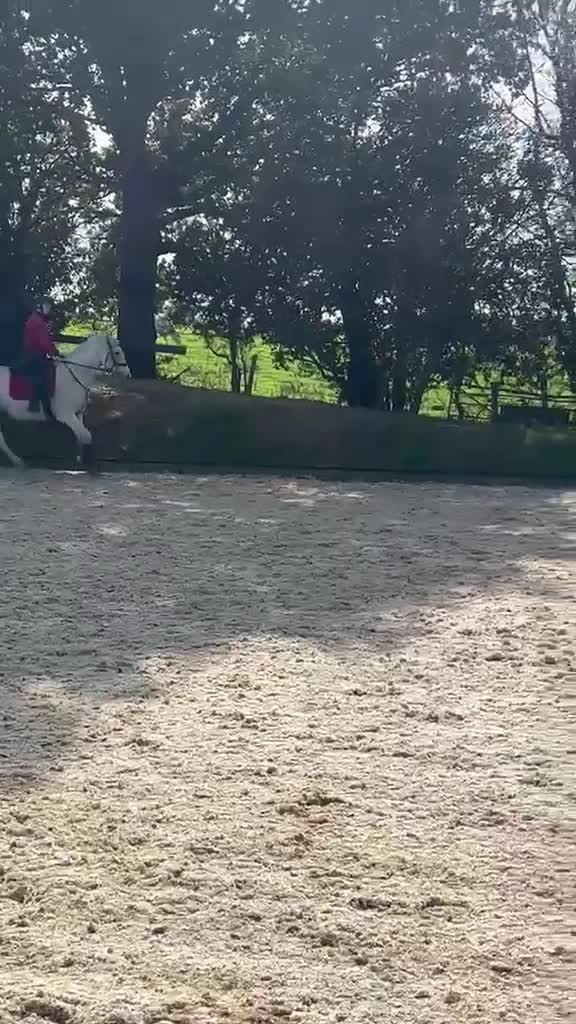 Irish Sports horses for sale: A beautiful handsome boy looking for new home  - Video 5