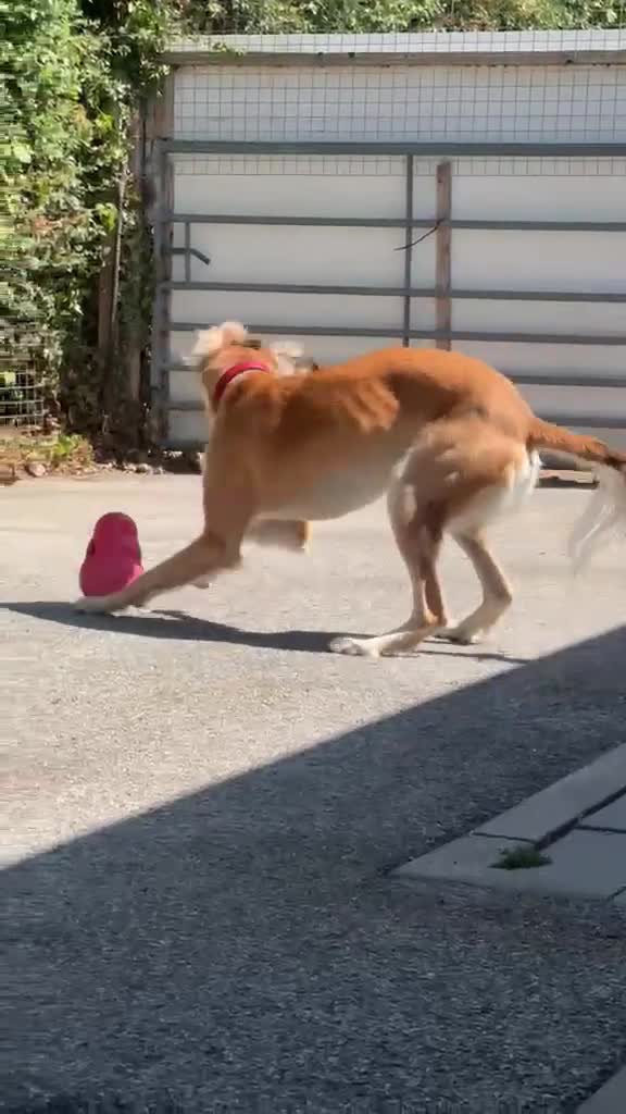 Saluki dogs for adoption: Falkor - Video 2