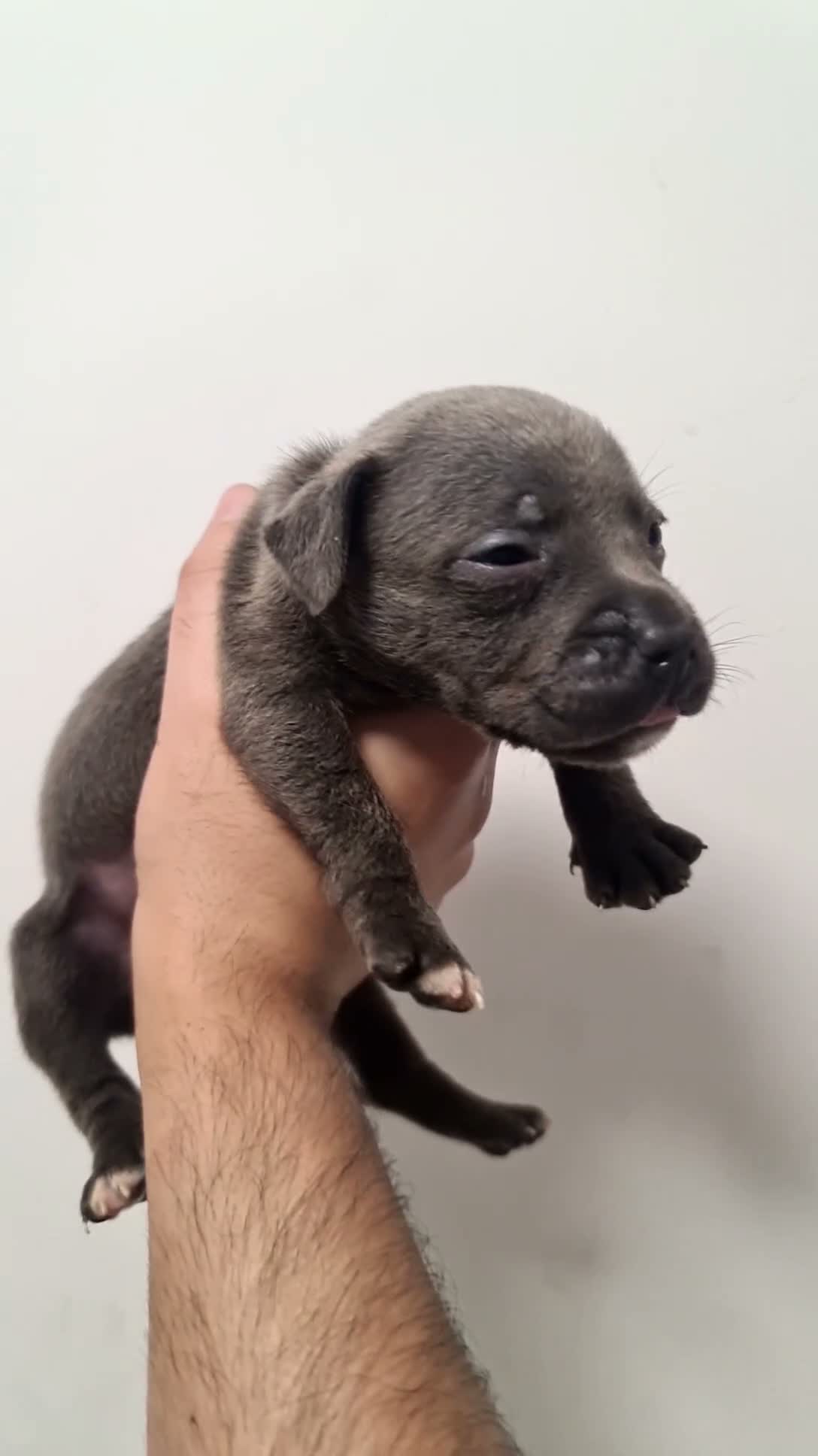 Staffordshire Bull Terrier dogs for sale: Amazing Rainbow litter of Puppy's  - Video 1