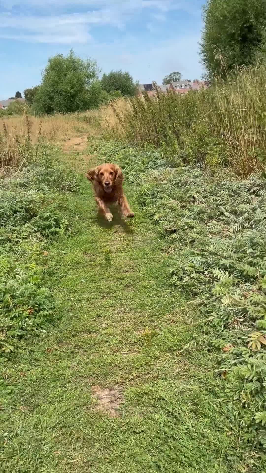 Cocker Spaniel dogs for stud: Available for Stud in Loughborough - Video 1