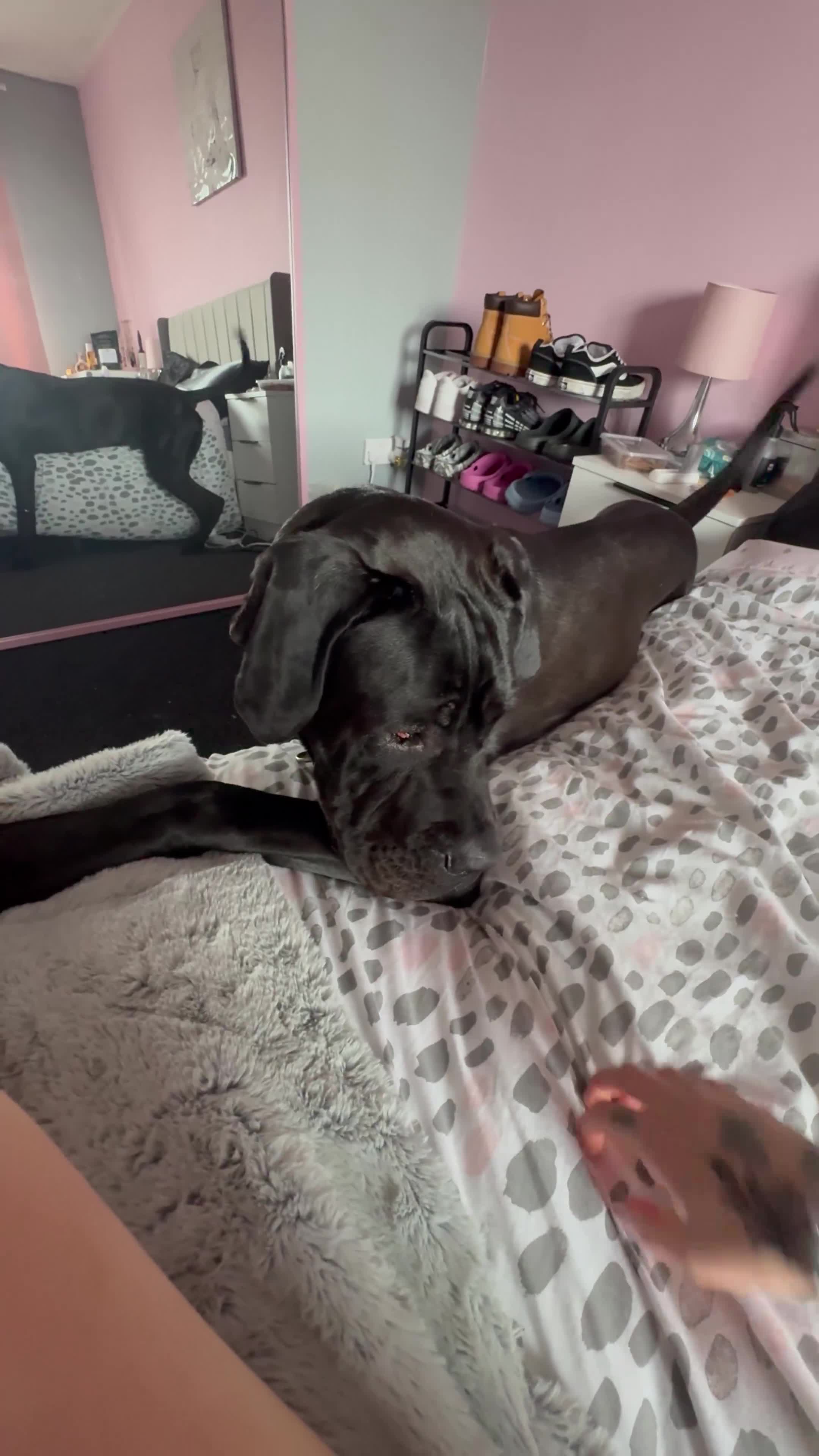 Cane Corso dogs for sale: 1 year old male cane Corso  - Video 1