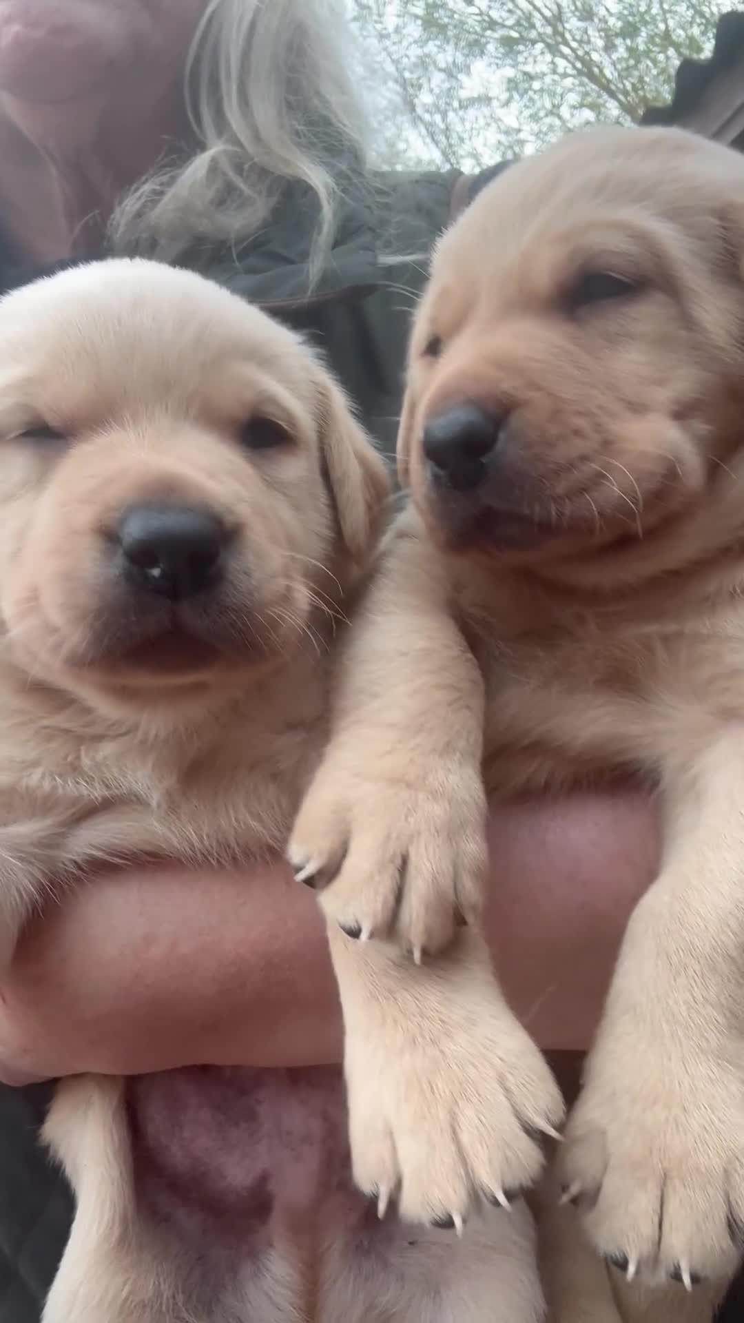 Labrador Retriever dogs for sale: Superb working lab pups parents health tested  - Video 2