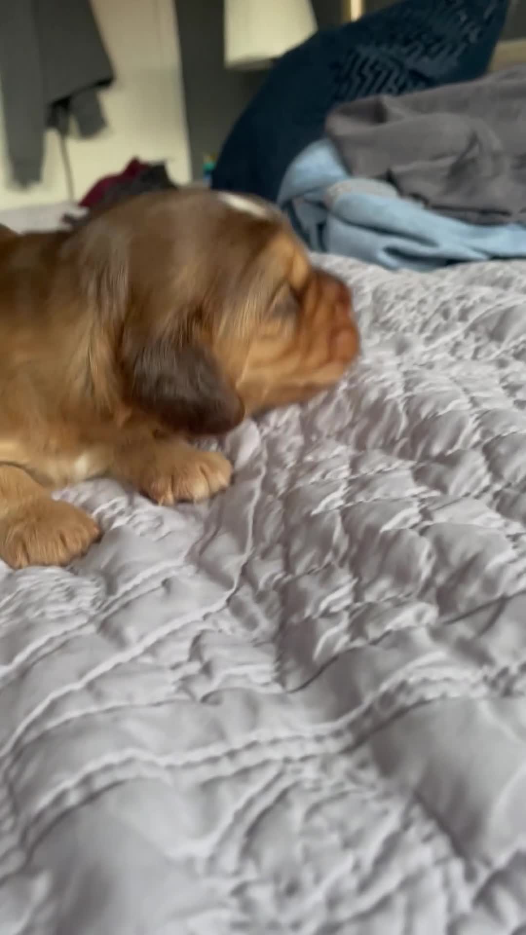 Cocker Spaniel dogs for sale: Beautiful health tested Cocker spaniel pups  - Video 3