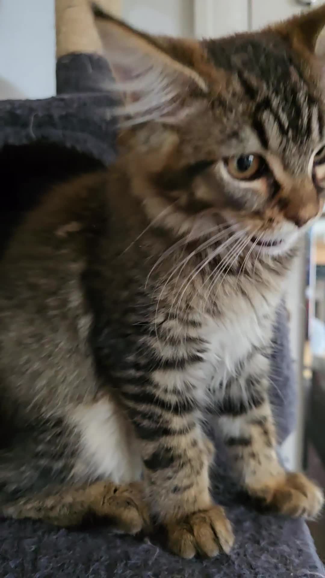 Maine Coon cats for sale: One girl left 💙  - Video 1