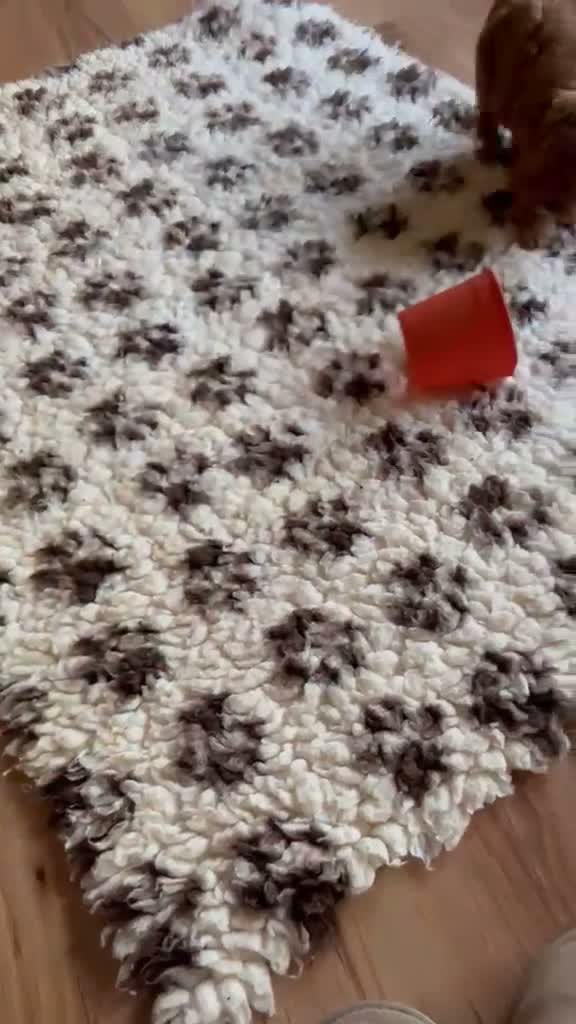 Cavapoo dogs for sale: Beautiful F1B Cavapoo Puppies DNA tested. - Video 1