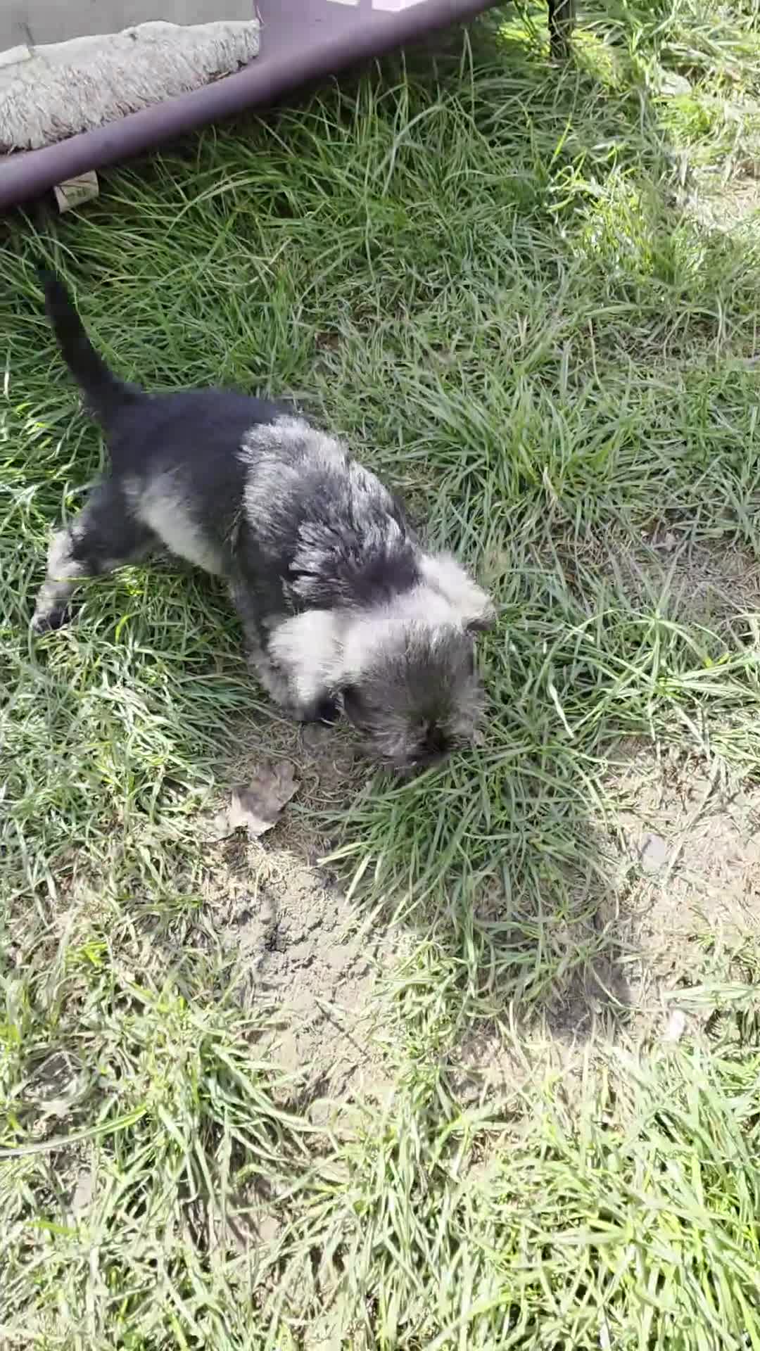 Miniature Schnauzer dogs for sale: Beautiful Miniature Schnauzers - Video 1