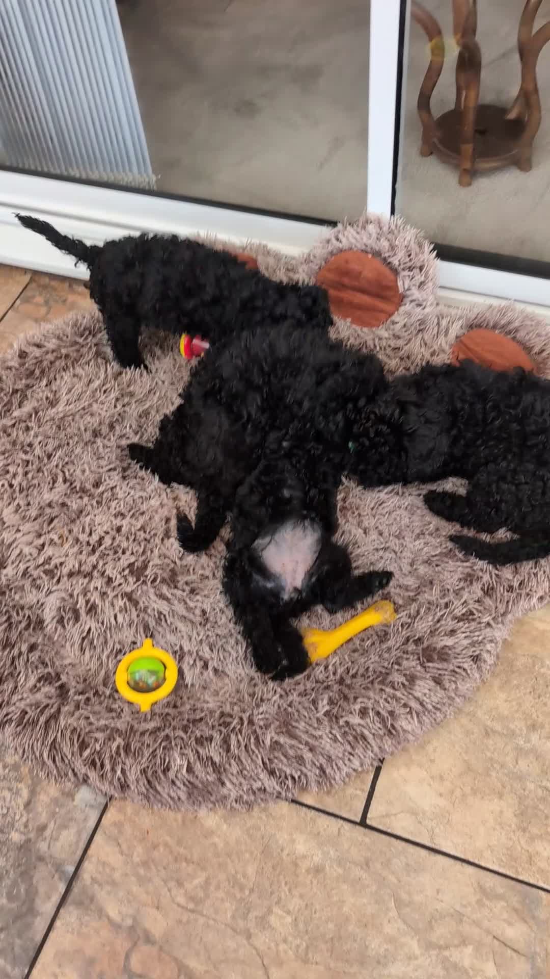 Cockapoo dogs for sale: Cockapoo  - Video 2