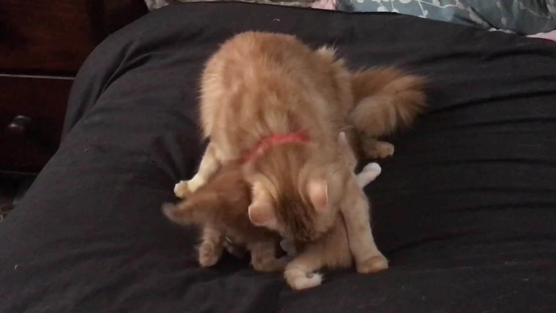 Maine Coon cats for sale: 2 Beautiful Ginger Maine Coon Cross Kittens - Video 1