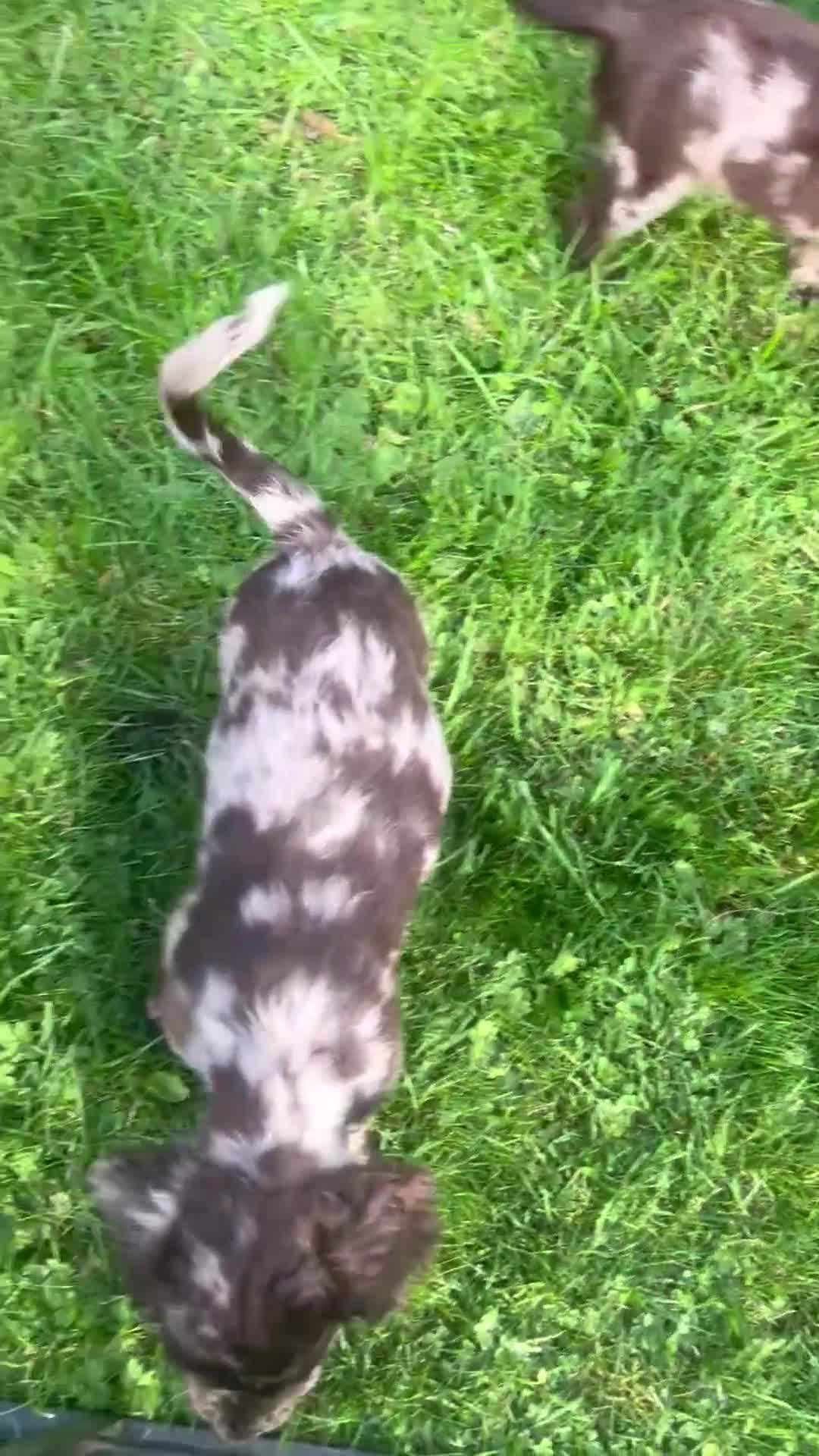 Cocker Spaniel dogs for sale: Cocker spaniel pups  - Video 1