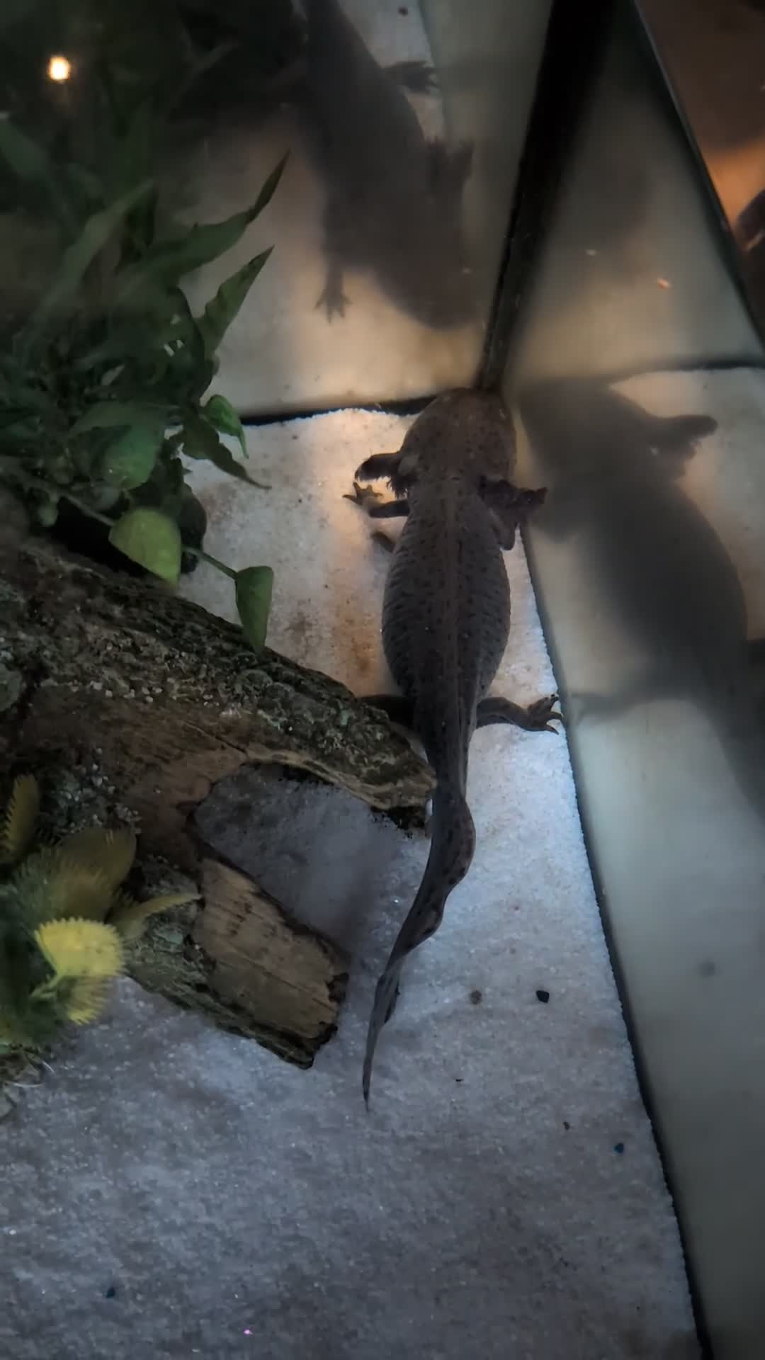 Other/Mixed Breed fish for sale: Beautiful Bellatrix the Axolotl  - Video 3