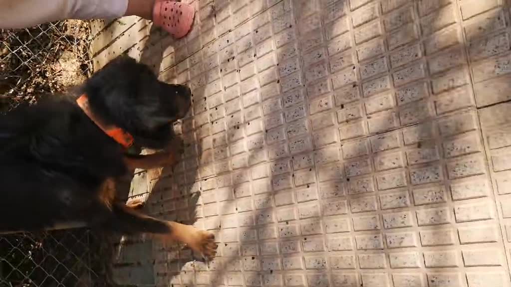 Mixed Breed dogs for adoption: Zimba ❤️Looking for Her Perfect Kingdom 👑🐾 - Video 1