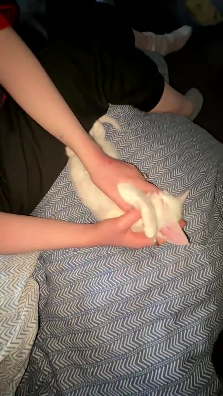 Mixed Breed cats for sale: 2 beautiful affectionate kittens ready to love u❣️ - Video 3