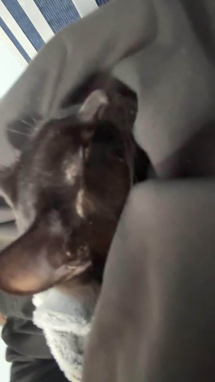 Mixed Breed cats for sale: stormy 1 year old female  in Newcastle upon Tyne - Video 1