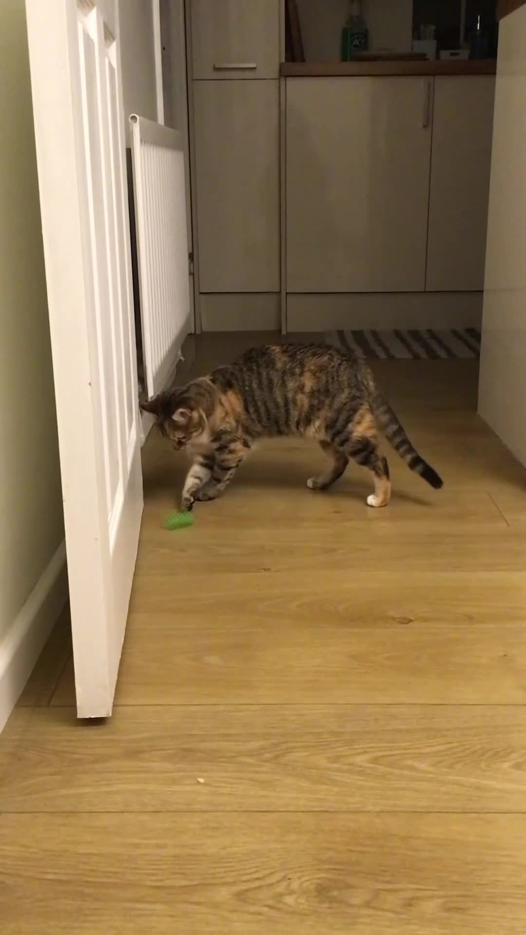 Mixed Breed cats for sale: Bonded 8-Month-Old Rescue Kittens (Woking) - Video 2