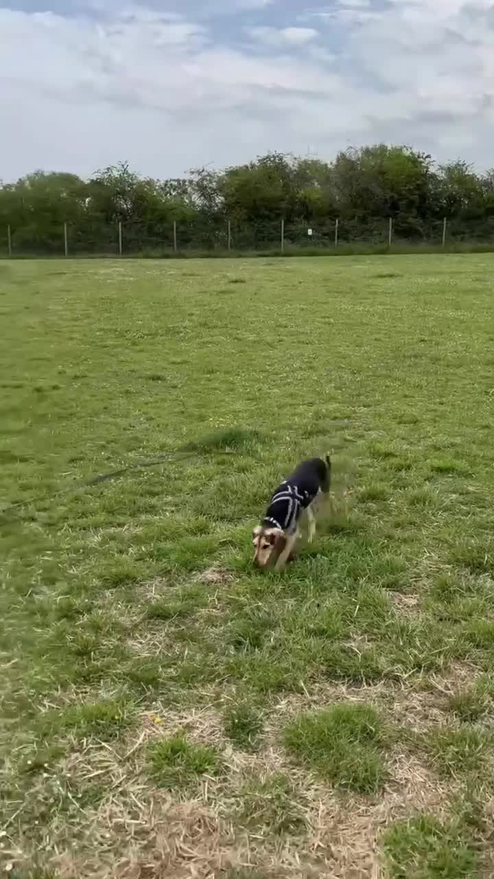 Mixed Breed dogs for adoption: Lottie –  10 months old, Mixed Breed Girl Pup - Video 1