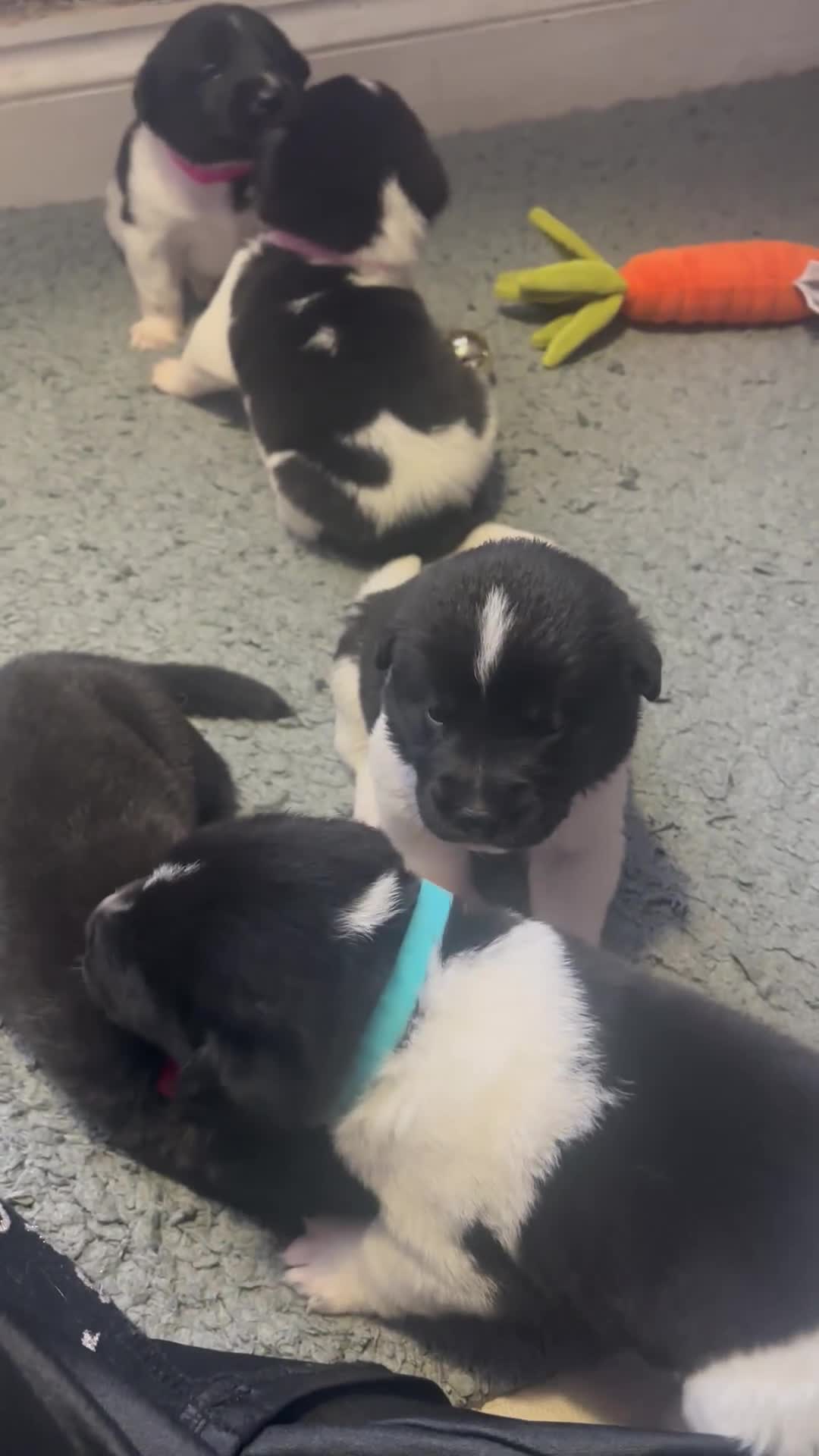 Mixed Breed dogs for sale: Beautiful lab cross Akita puppies available - Video 2