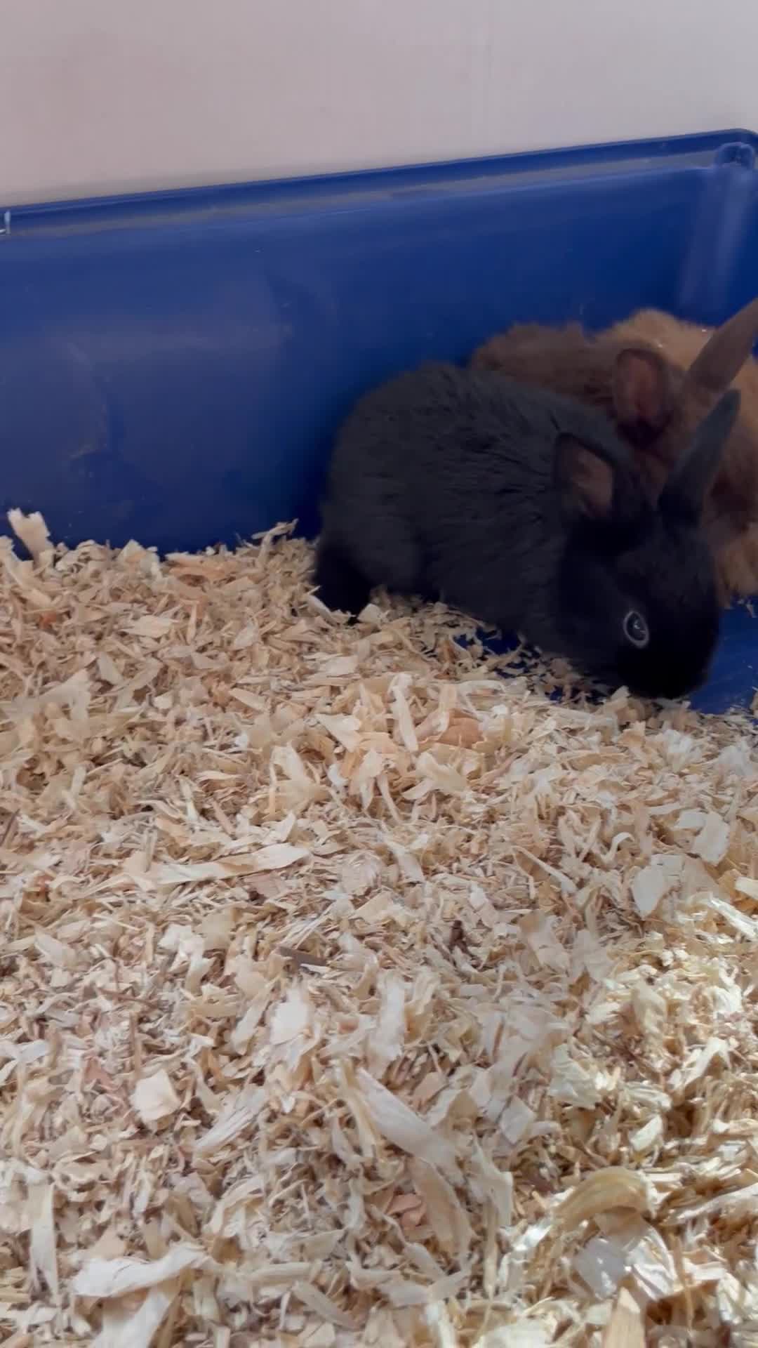 Dwarf Lop rabbits for sale: Mixed litter of dwarf lop bunnies  - Video 1
