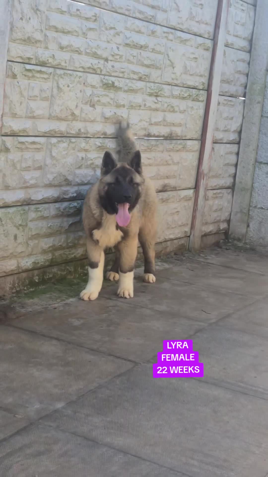 Akita dogs for sale: AMERICAN AKITA FEMALE (LAST ONE) - Video 3