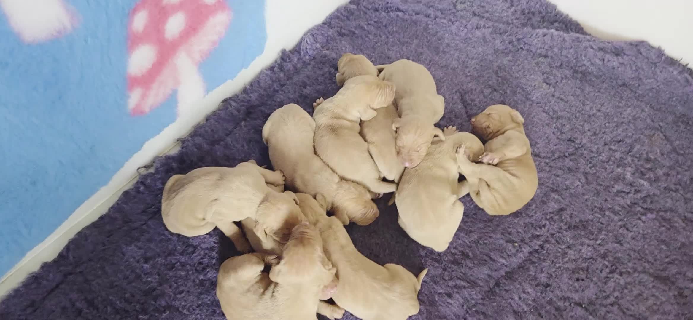 Hungarian Vizsla dogs for sale: Pedigree Hungarian Vizsla pups. Show/working/pet - Video 3