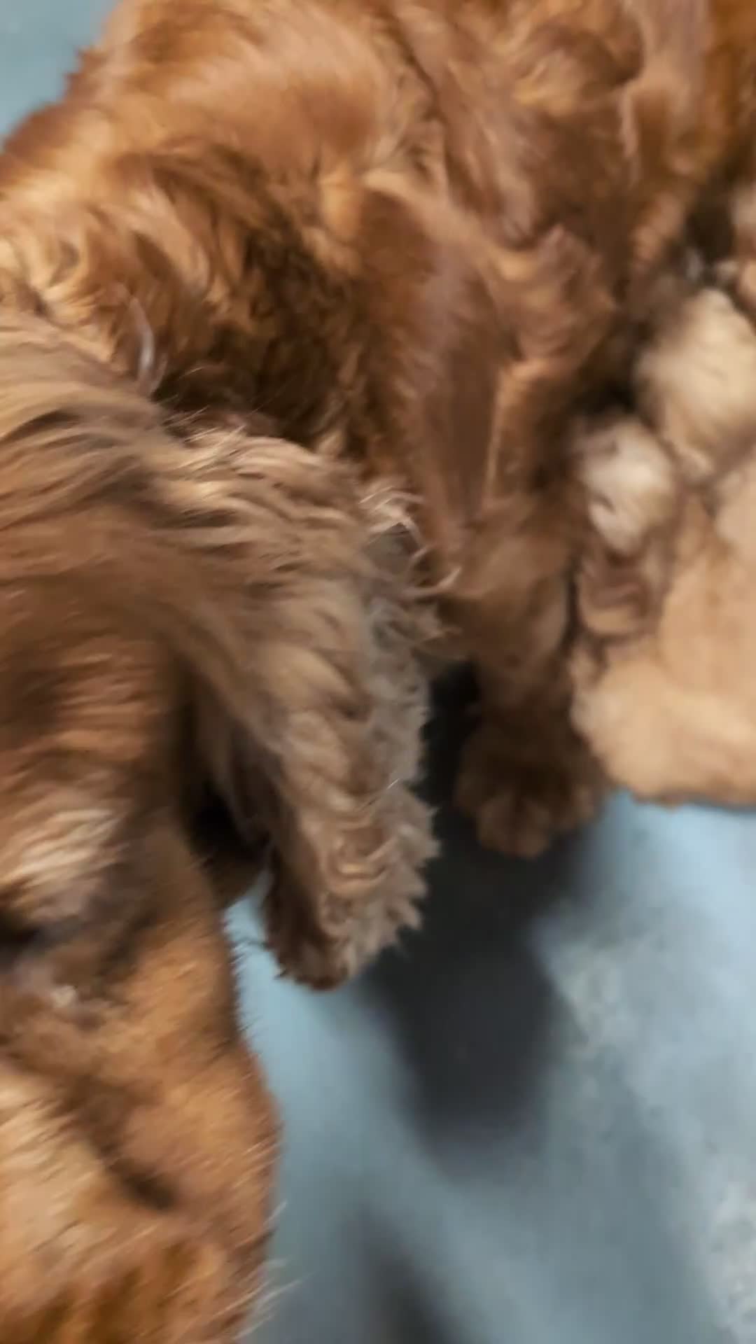 Cockapoo dogs for sale: Quality DNA Clear Cockapoo Puppies  - Video 1