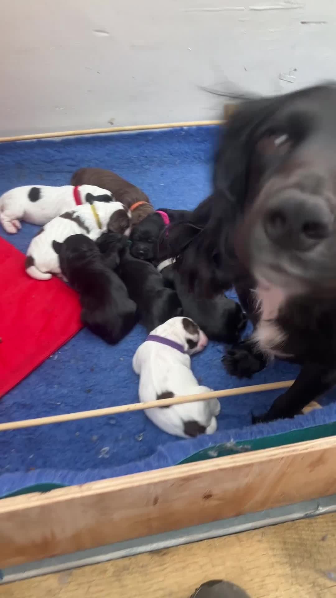 Sprocker dogs for sale: Last Sprocker Pup Remaining in Andover - Video 2